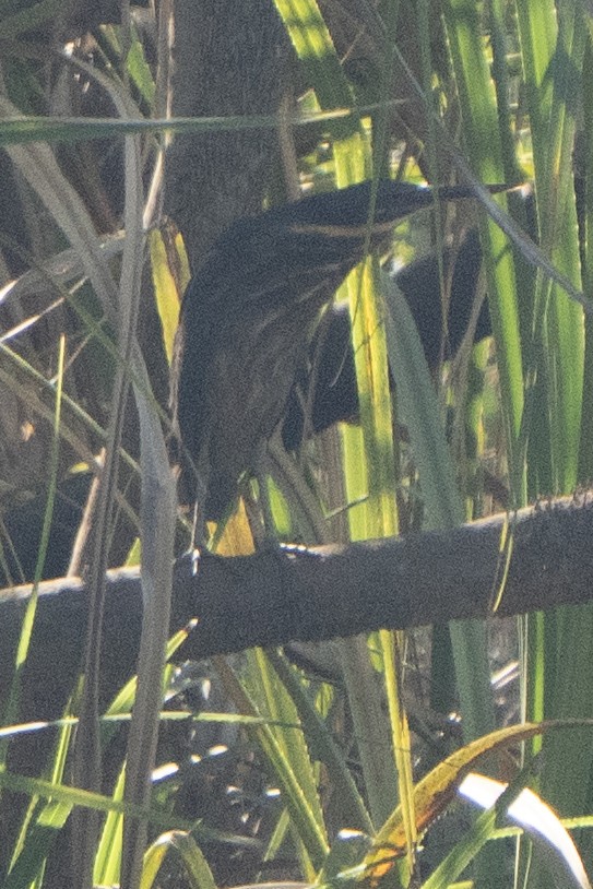 Black Bittern - ML642962322