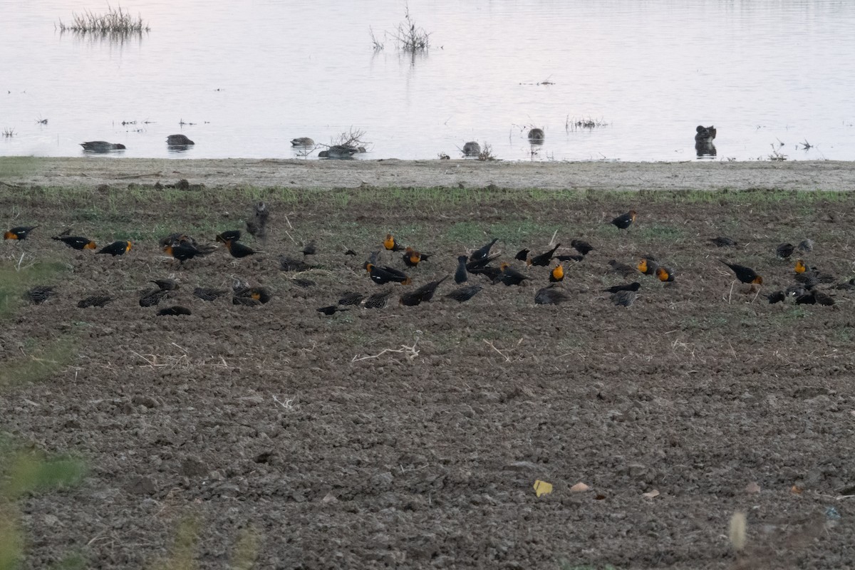 Yellow-headed Blackbird - ML642962323