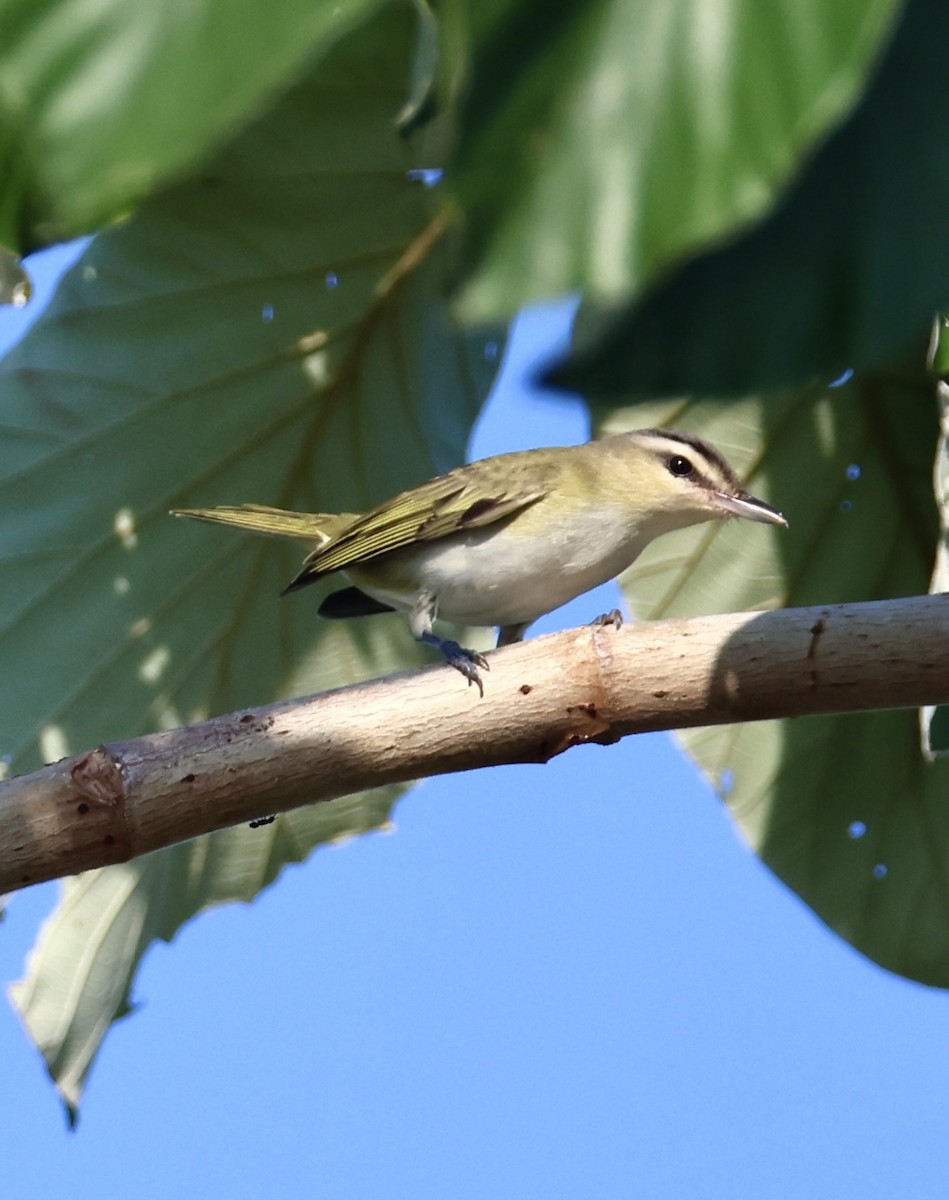 Chivi Vireo - ML642962329