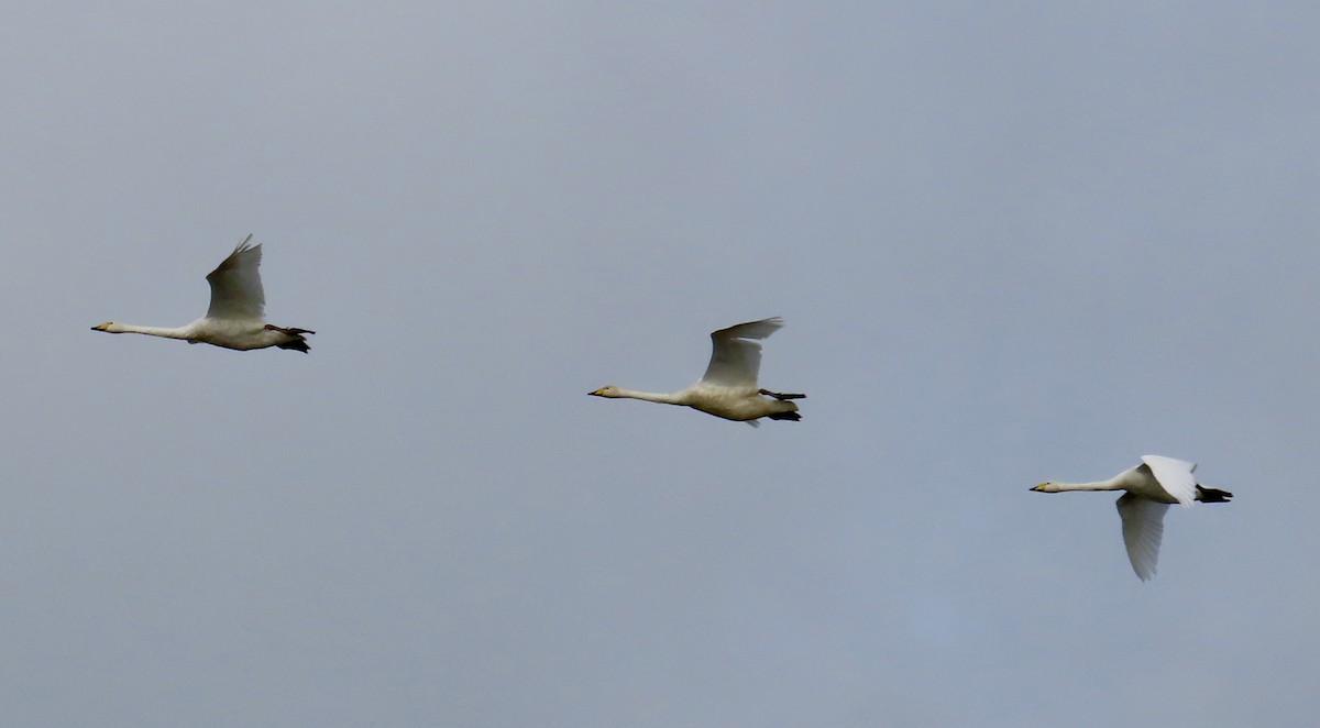 Cigno selvatico - ML642962332