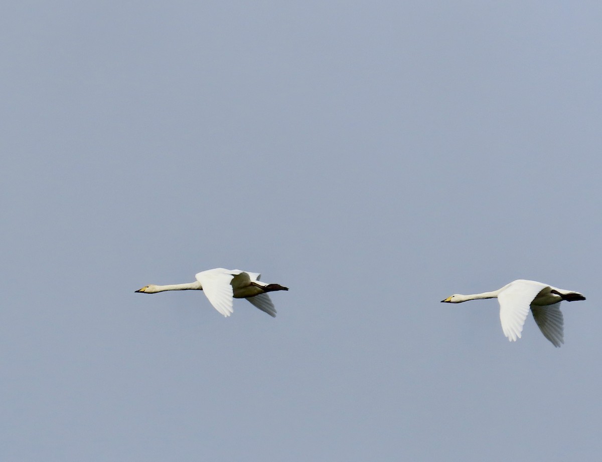 Cigno selvatico - ML642962333