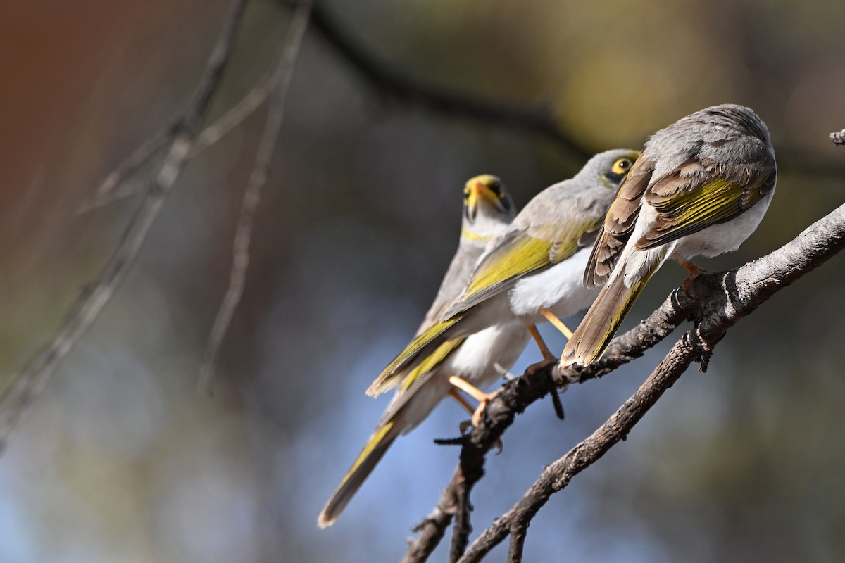 Yellow-throated Miner - ML642962336