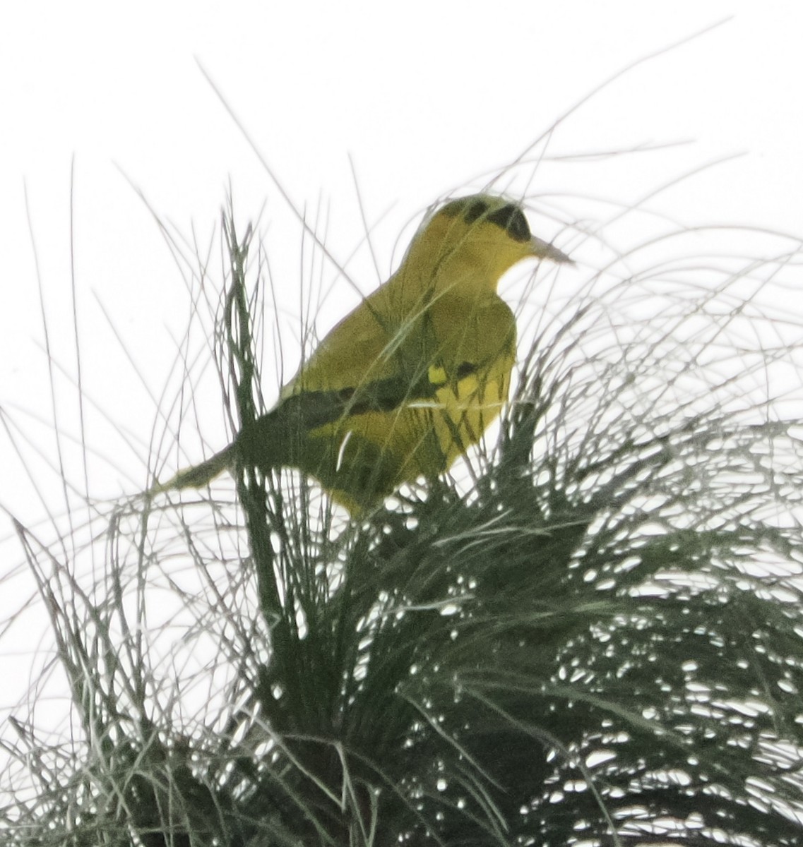 Slender-billed Oriole - ML642962337