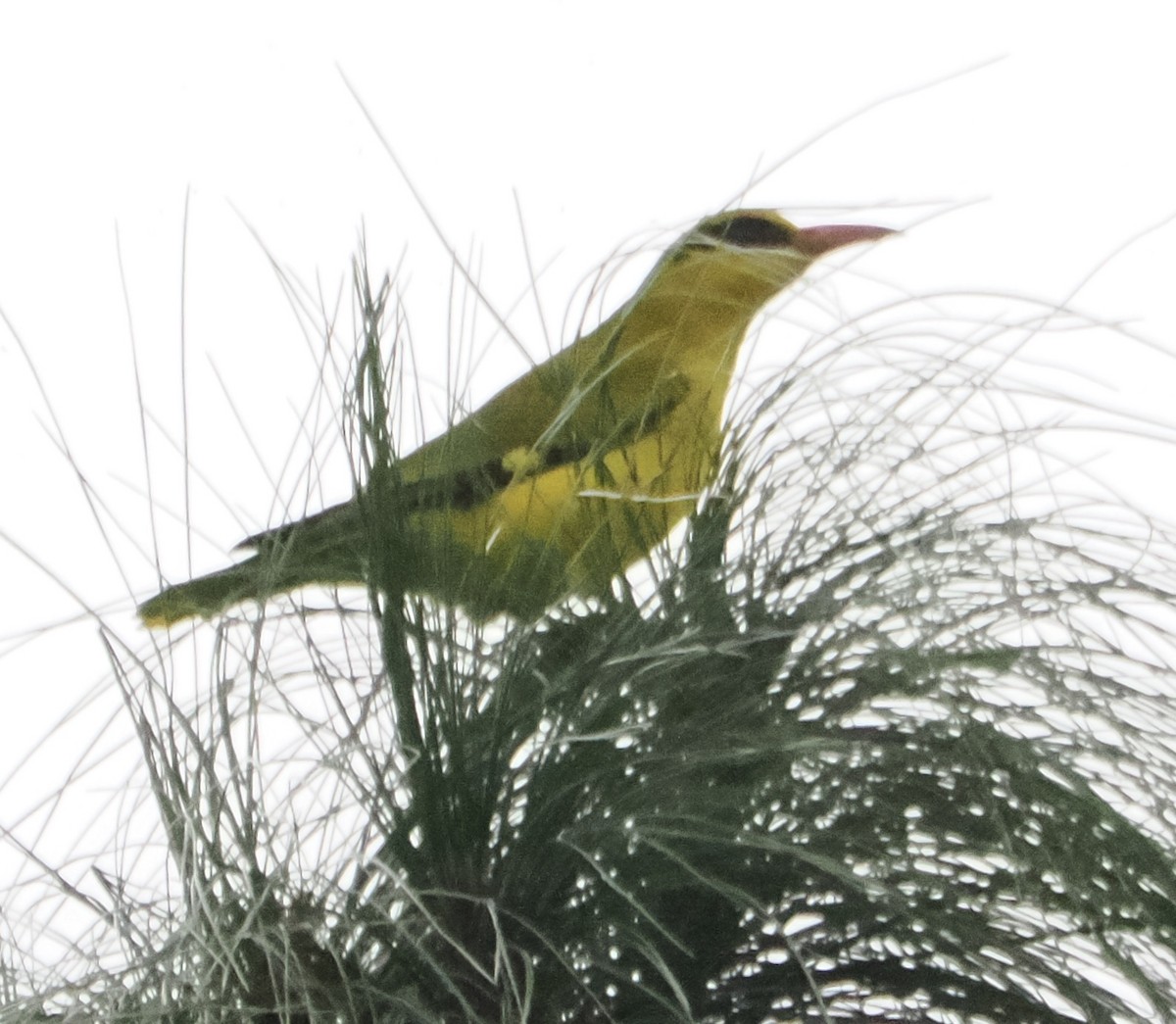 Slender-billed Oriole - ML642962338