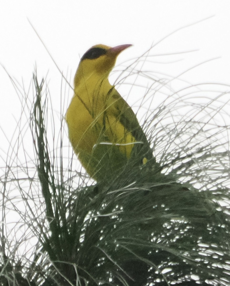 Slender-billed Oriole - ML642962339