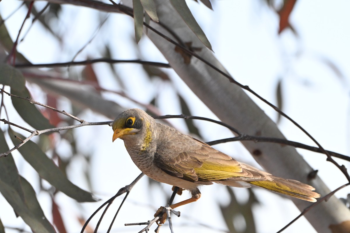 Yellow-throated Miner - ML642962340