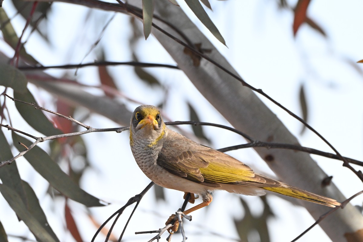 Yellow-throated Miner - ML642962343