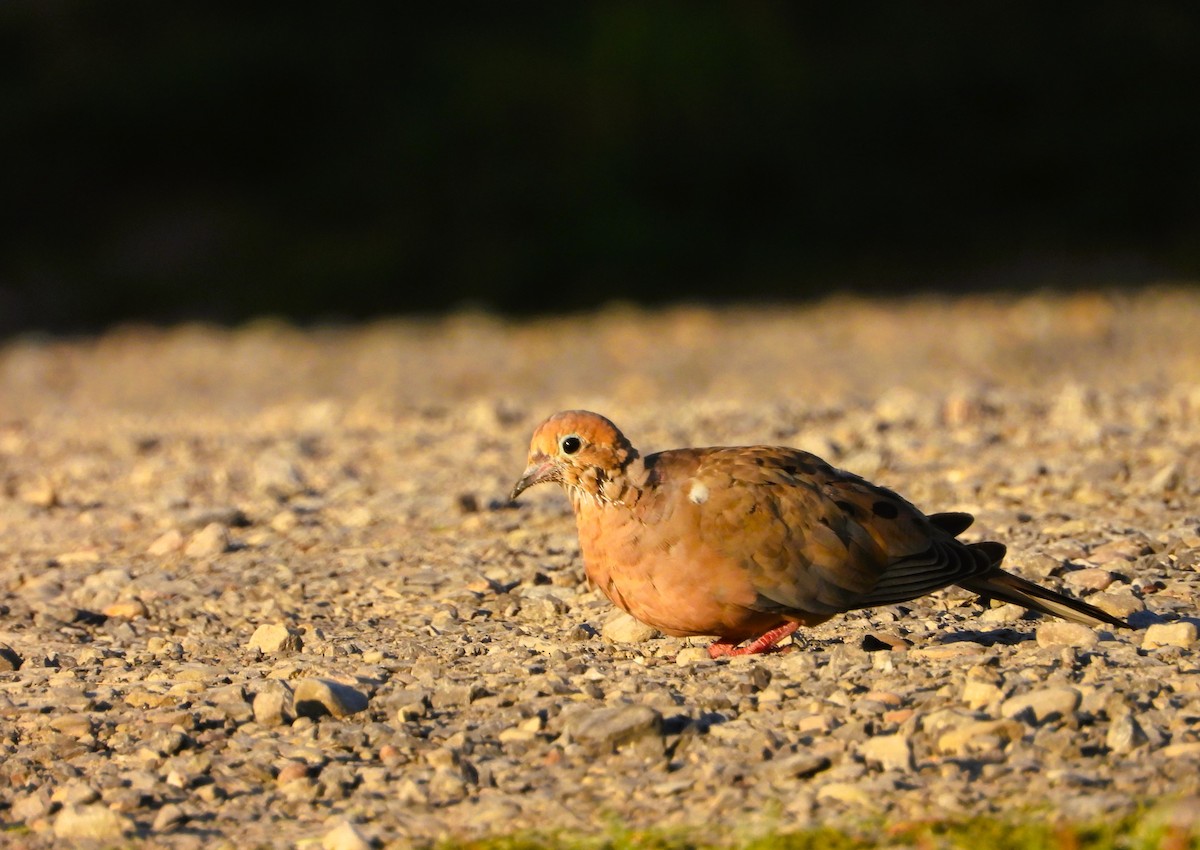 Mourning Dove - ML642962345