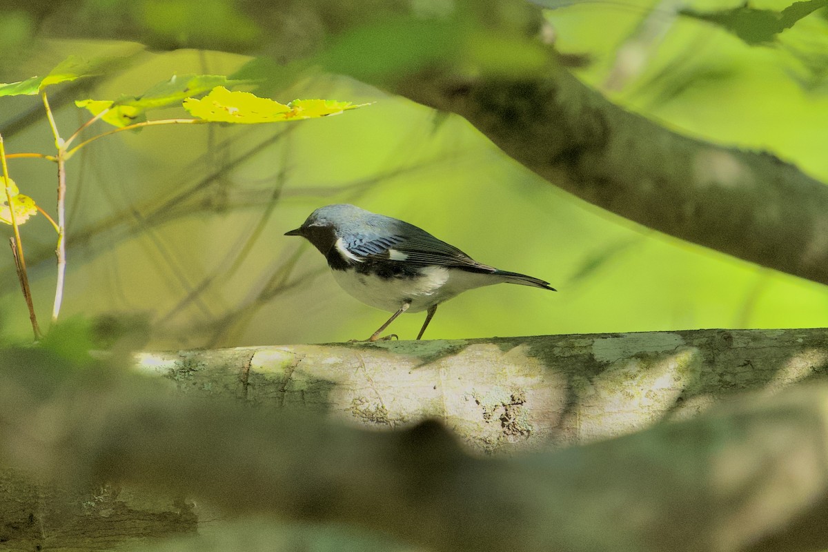 Black-throated Blue Warbler - ML642962349