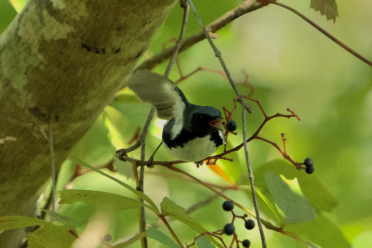Black-throated Blue Warbler - ML642962350