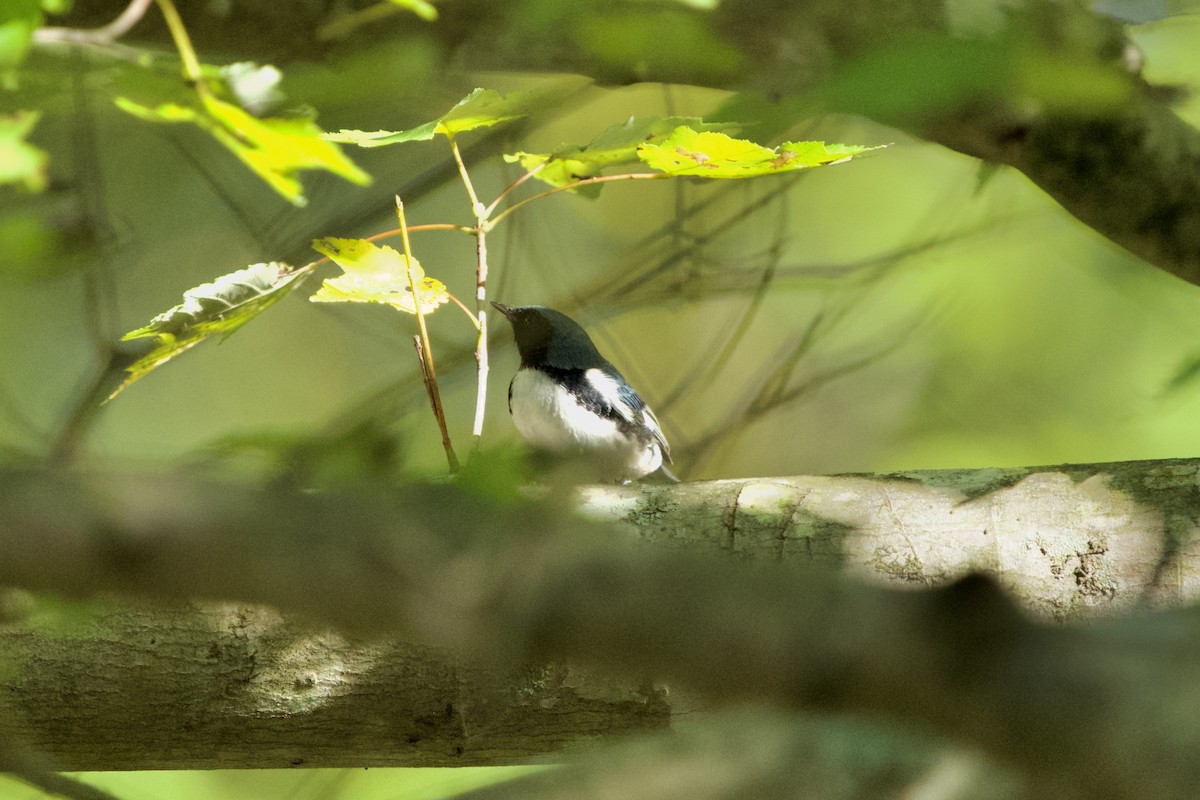 Black-throated Blue Warbler - ML642962351