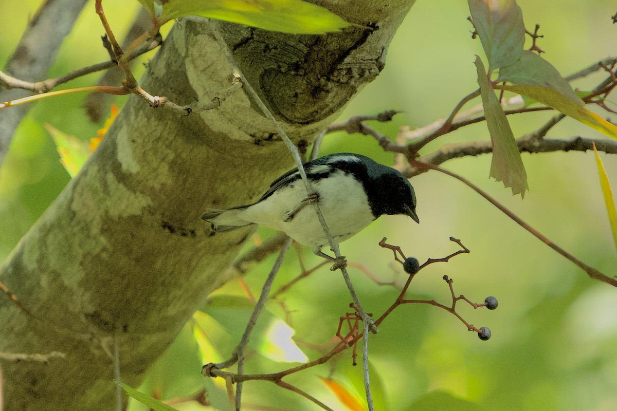 Black-throated Blue Warbler - ML642962352