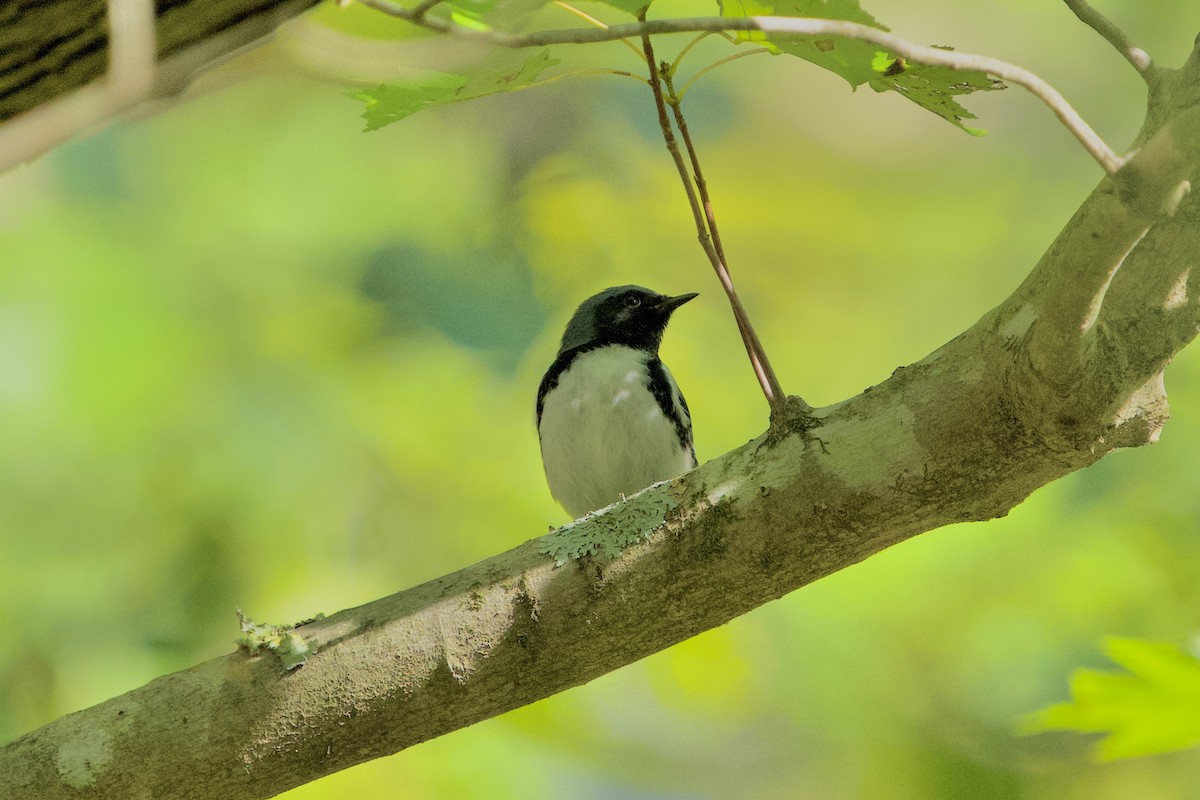 Black-throated Blue Warbler - ML642962353