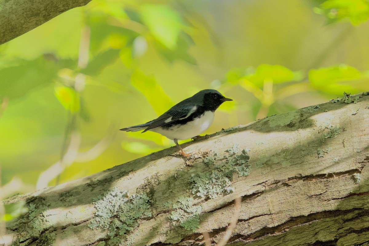 Black-throated Blue Warbler - ML642962354