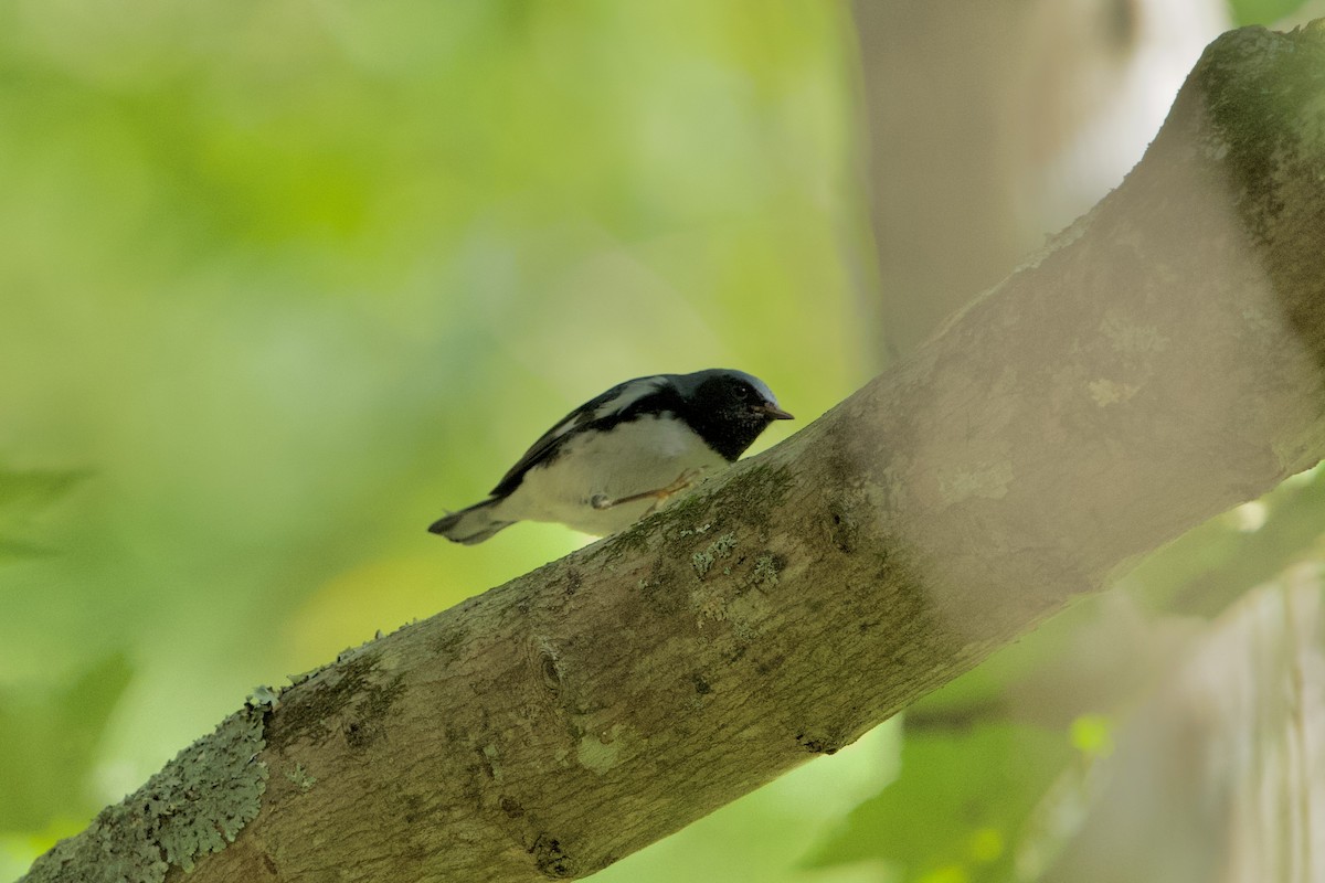 Black-throated Blue Warbler - ML642962355