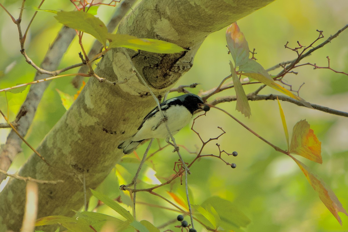 Black-throated Blue Warbler - ML642962356