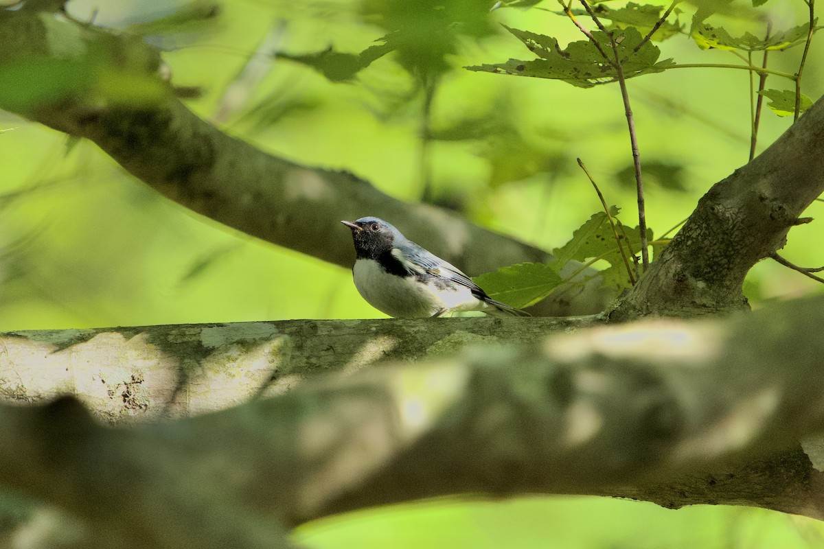Black-throated Blue Warbler - ML642962357
