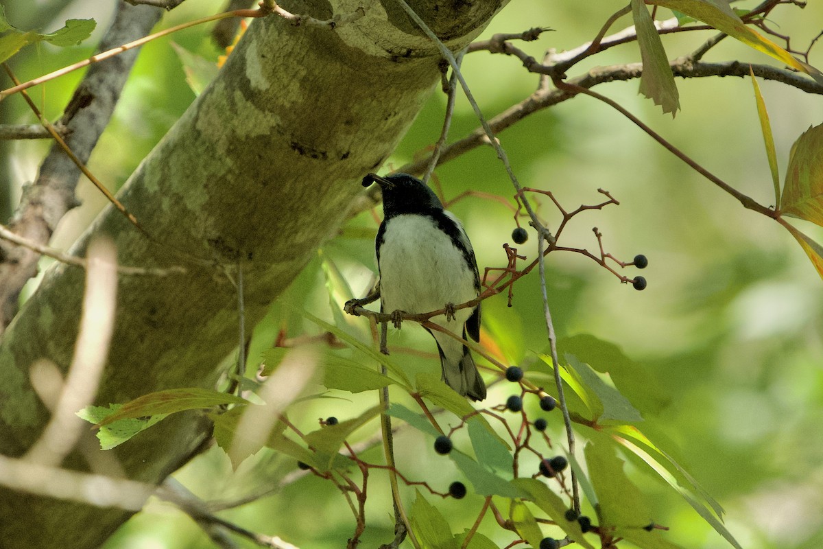 Black-throated Blue Warbler - ML642962358