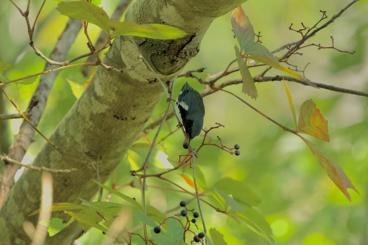 Black-throated Blue Warbler - ML642962359