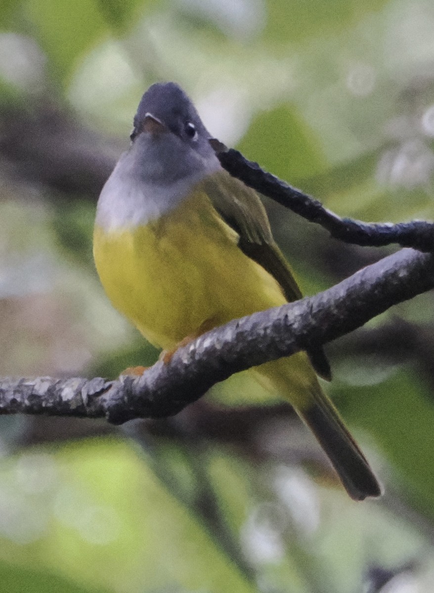Gray-headed Canary-Flycatcher - ML642962360
