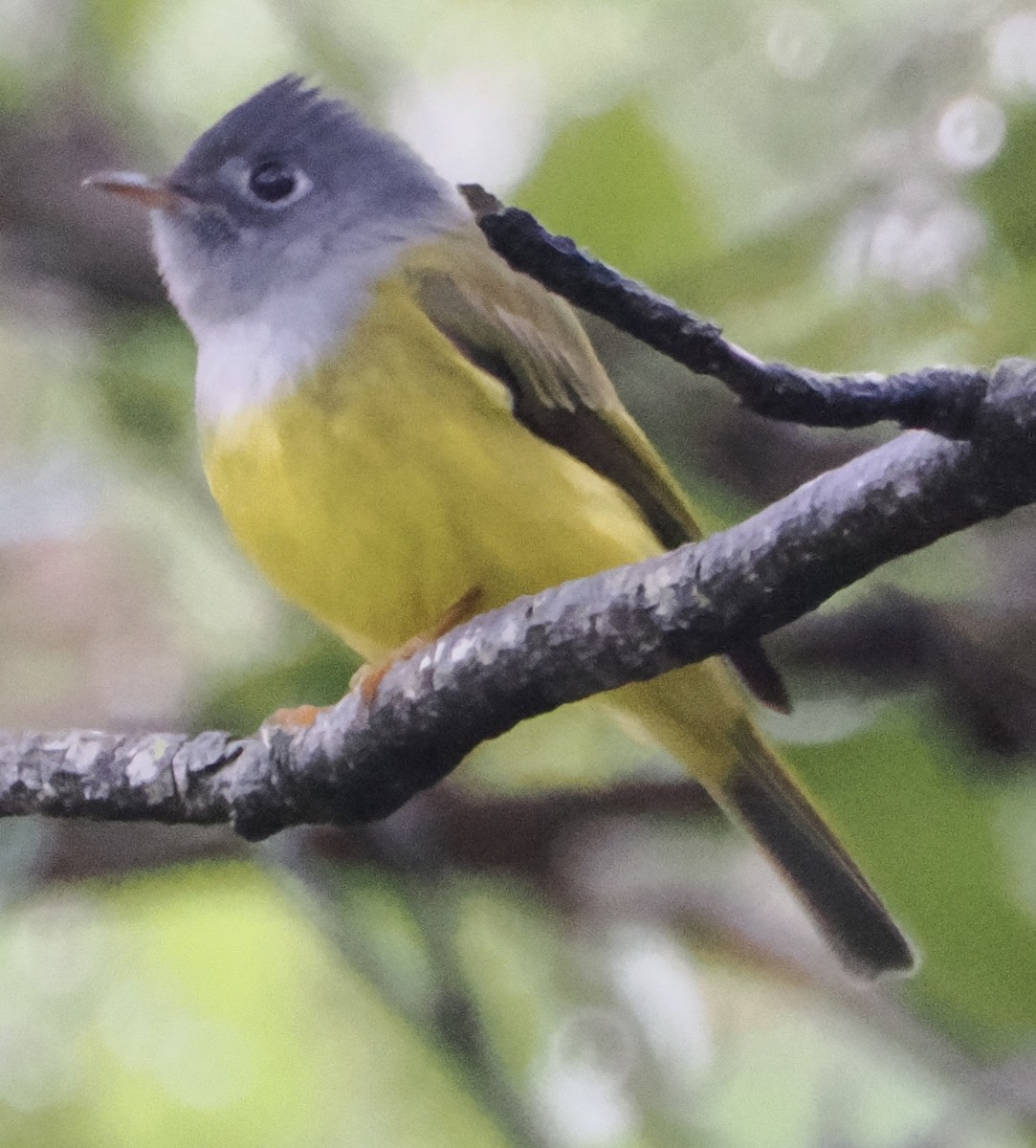 Gray-headed Canary-Flycatcher - ML642962361