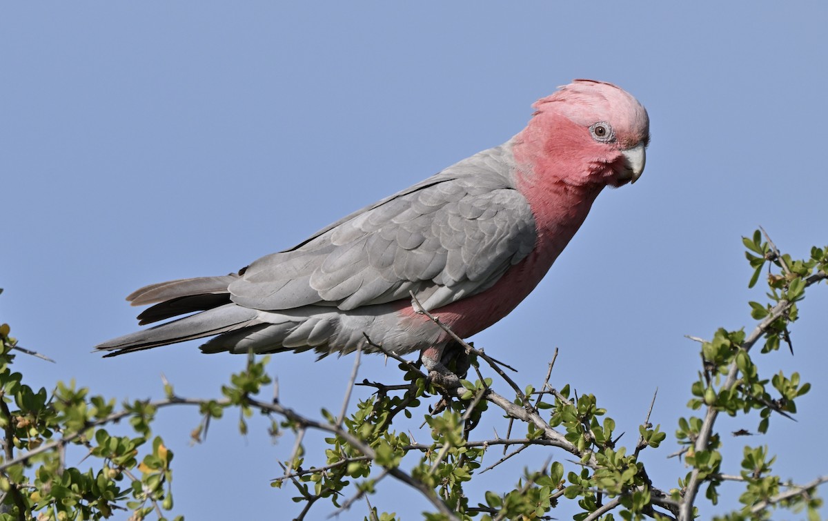 Galah - ML642962377