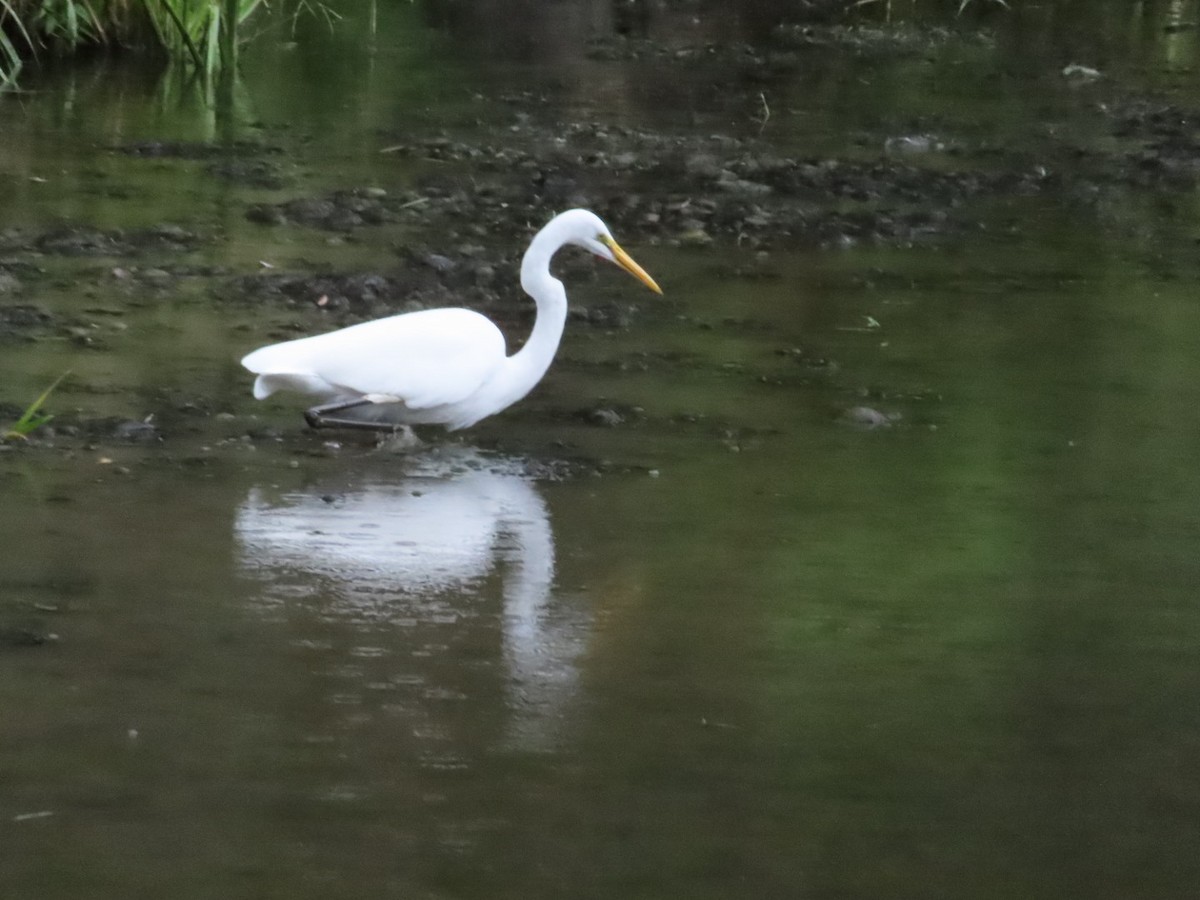 Great Egret - ML642962378