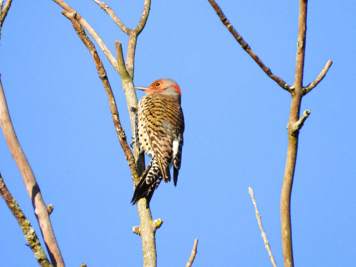 Northern Flicker - ML642962379