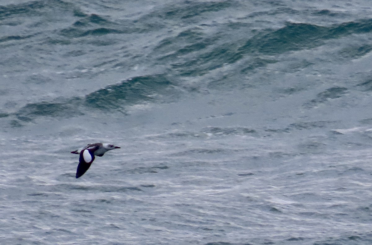 Black Guillemot - ML642962381