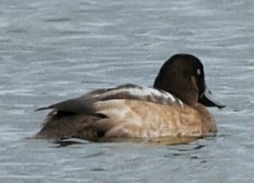Greater Scaup - ML642962382