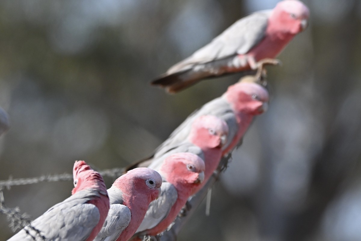 Galah - ML642962383