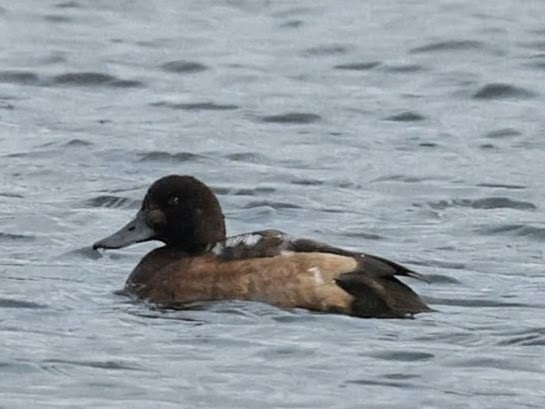 Greater Scaup - ML642962384