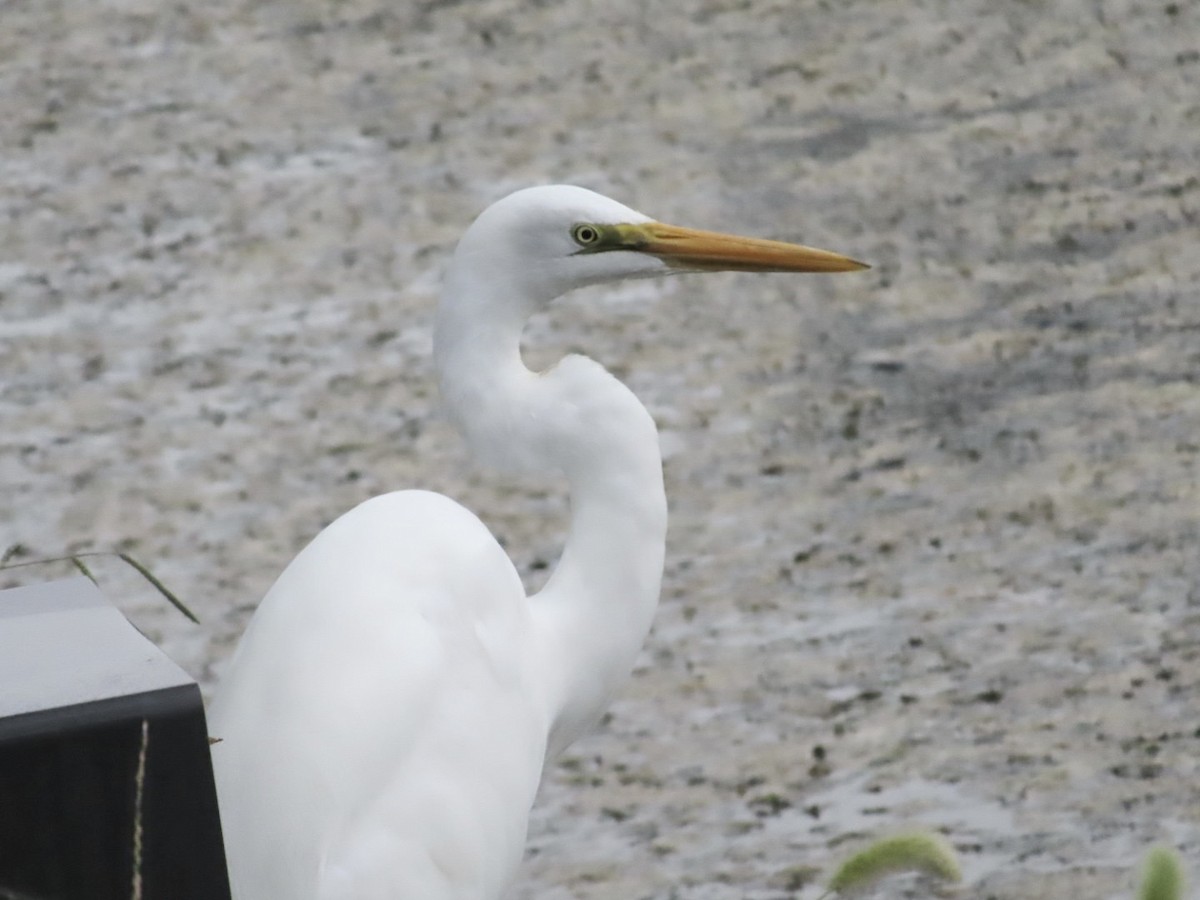 Great Egret - ML642962387