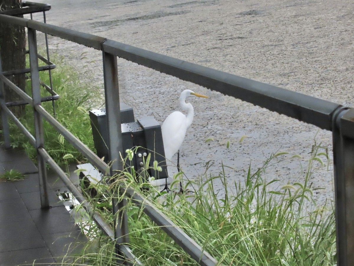 Great Egret - ML642962388