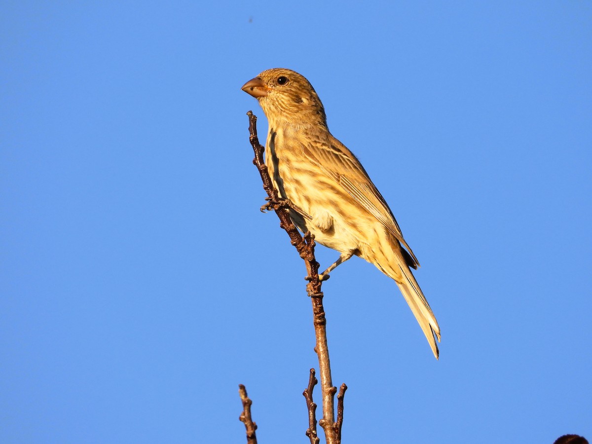House Finch - ML642962389