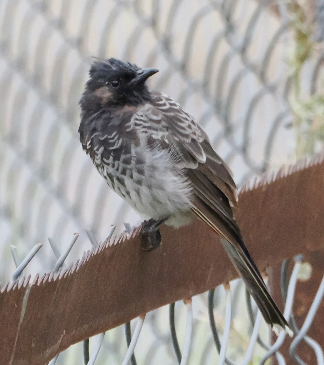 Red-vented Bulbul - ML642962414