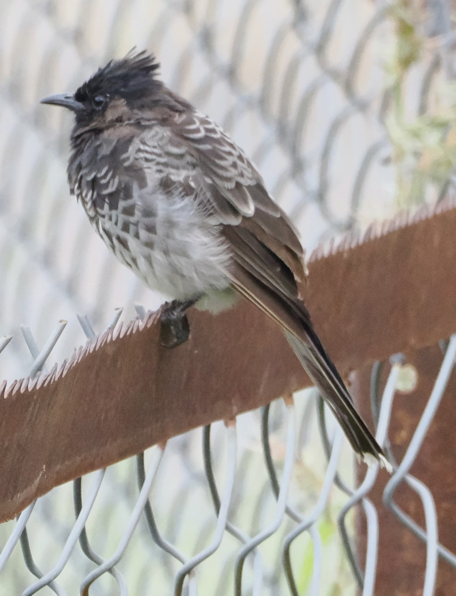 Red-vented Bulbul - ML642962415