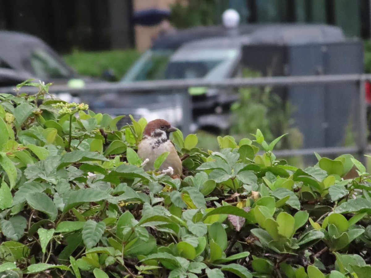 Eurasian Tree Sparrow - ML642962422