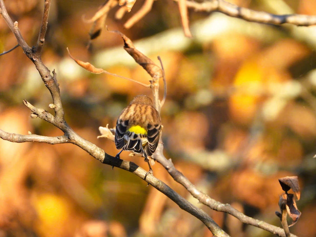 Yellow-rumped Warbler - ML642962427