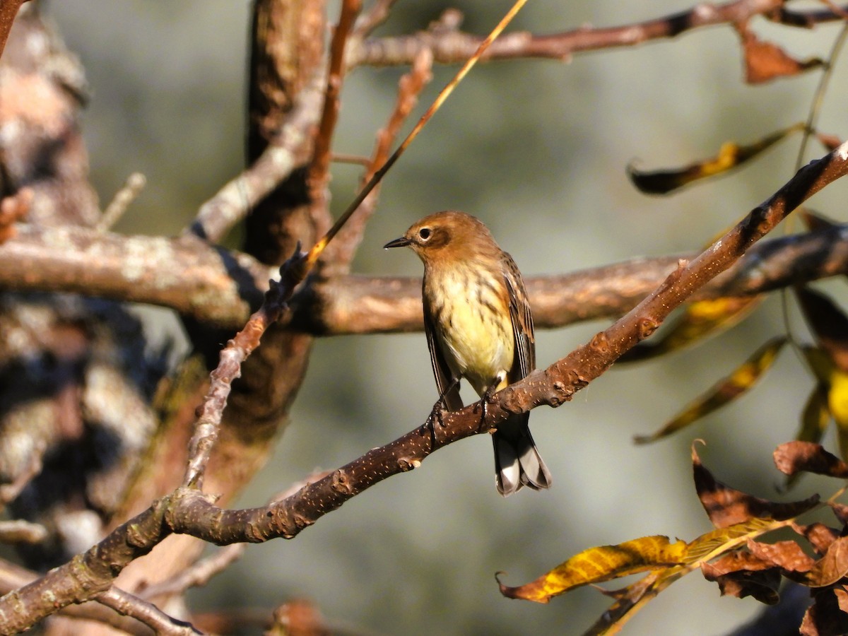 Yellow-rumped Warbler - ML642962428