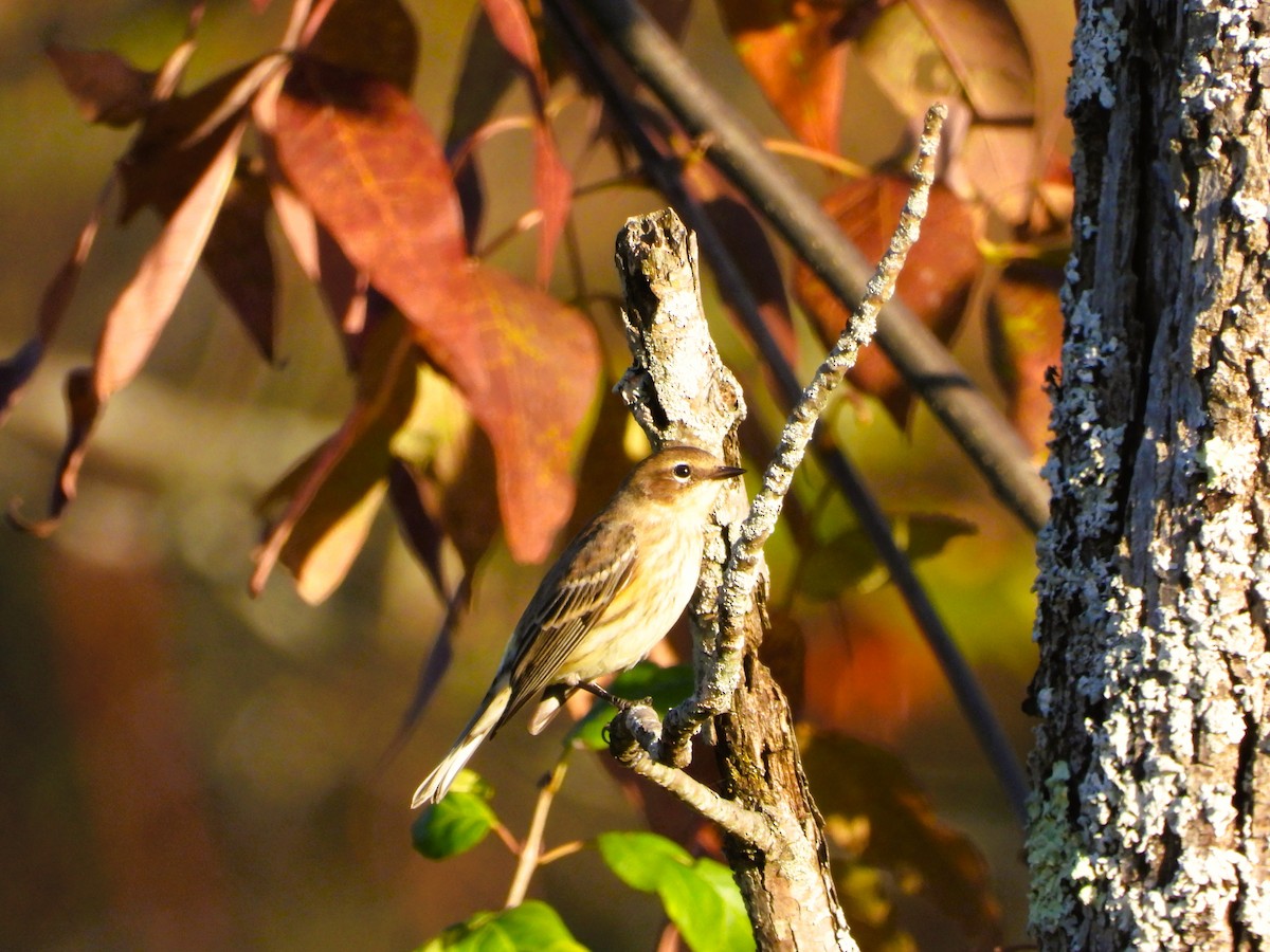 Yellow-rumped Warbler - ML642962429