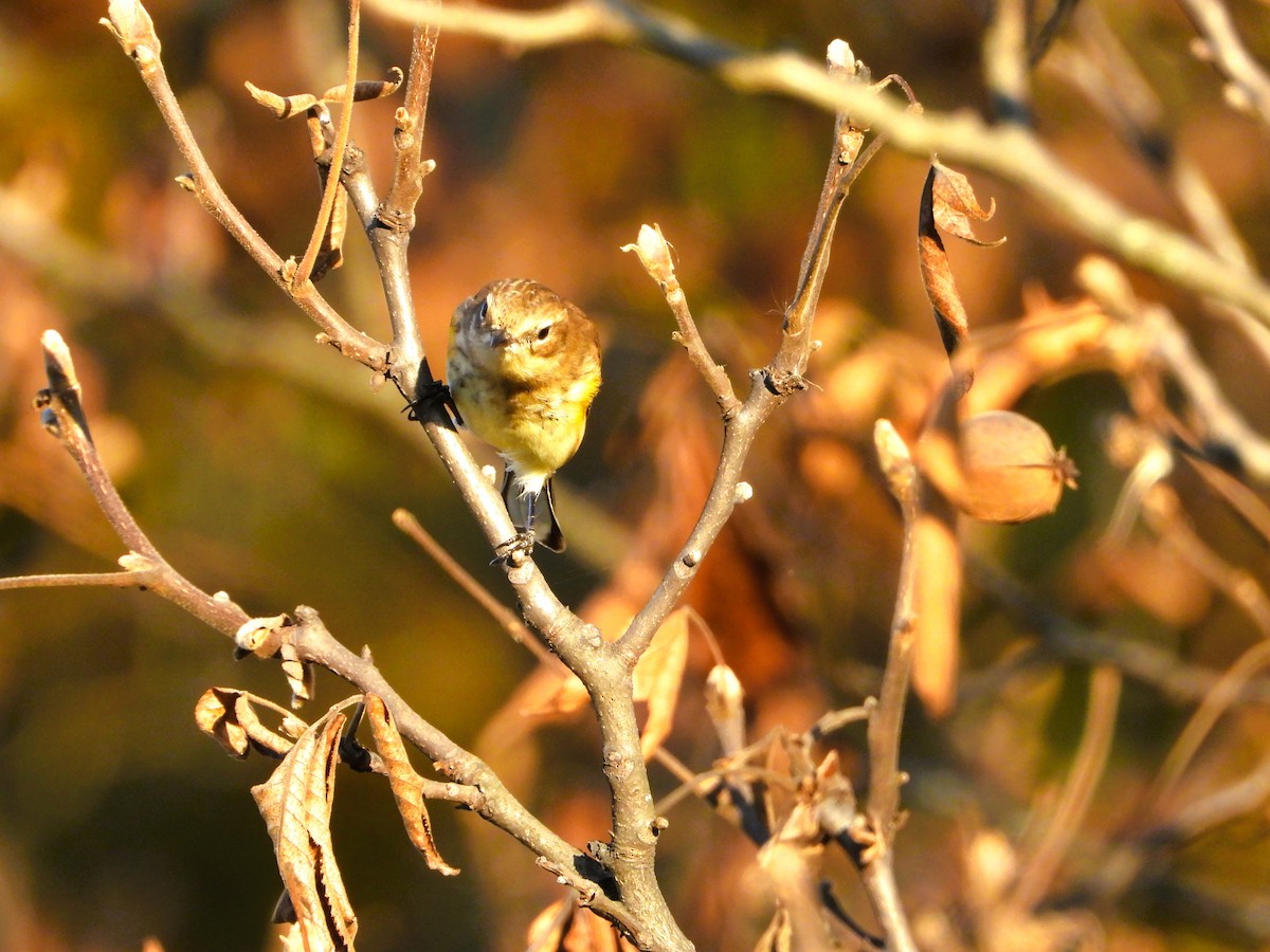 Yellow-rumped Warbler - ML642962430