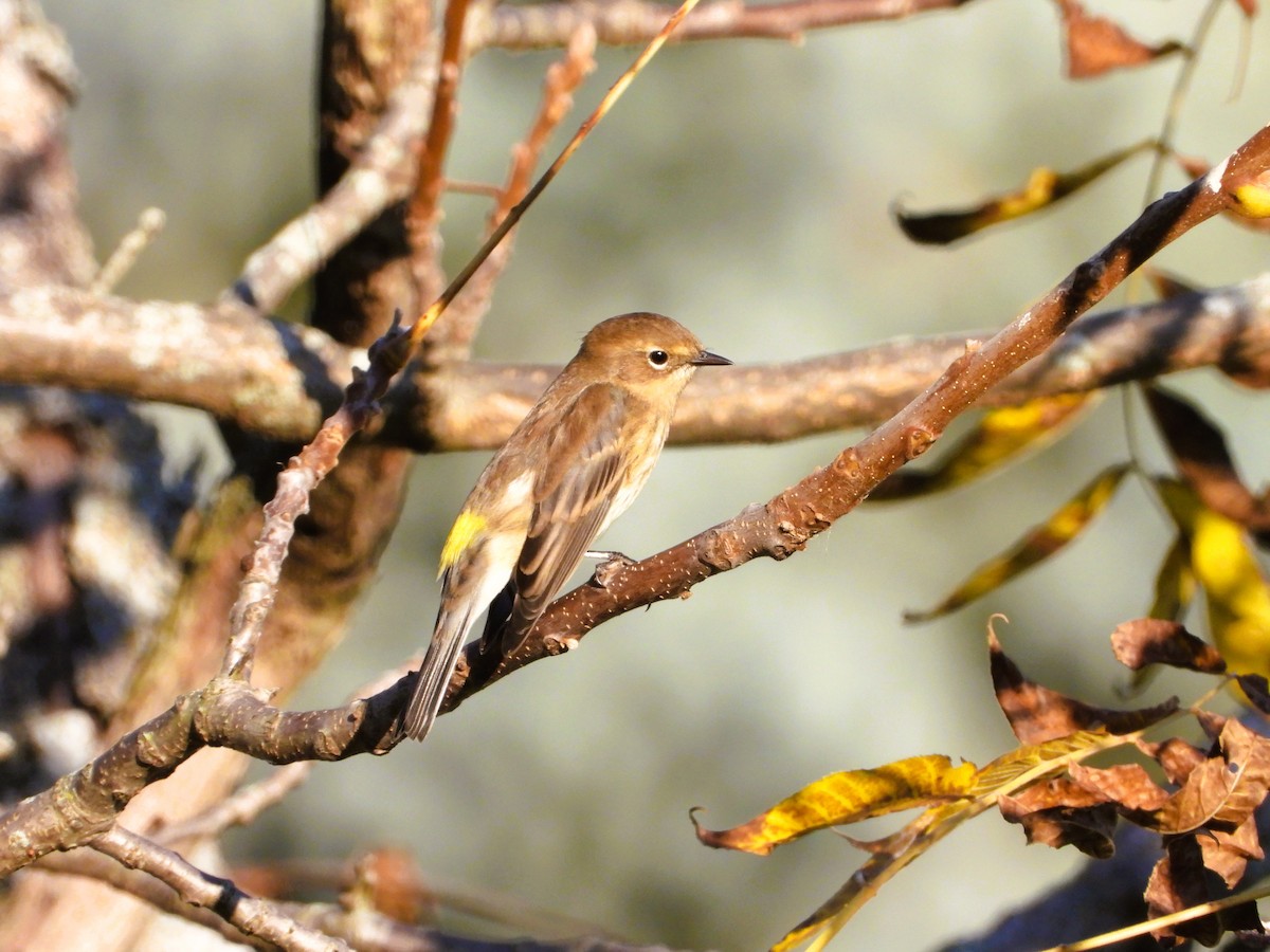 Yellow-rumped Warbler - ML642962431