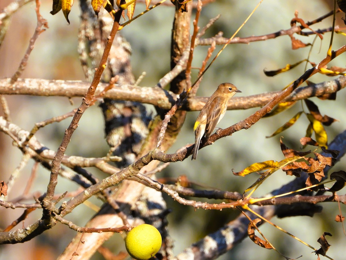Yellow-rumped Warbler - ML642962432
