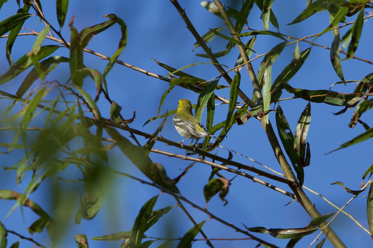 Black-throated Green Warbler - ML642962433
