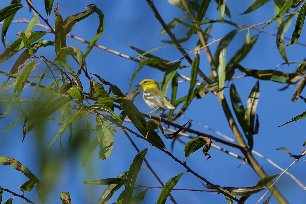 Black-throated Green Warbler - ML642962434
