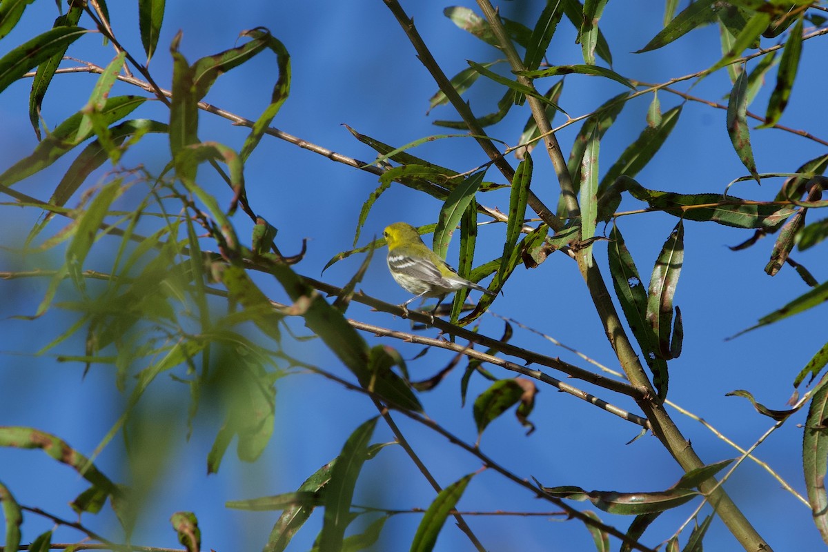 Black-throated Green Warbler - ML642962435