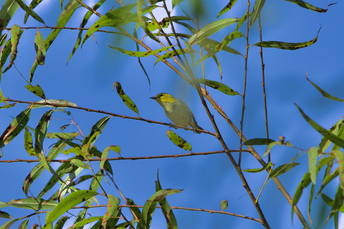 Black-throated Green Warbler - ML642962436