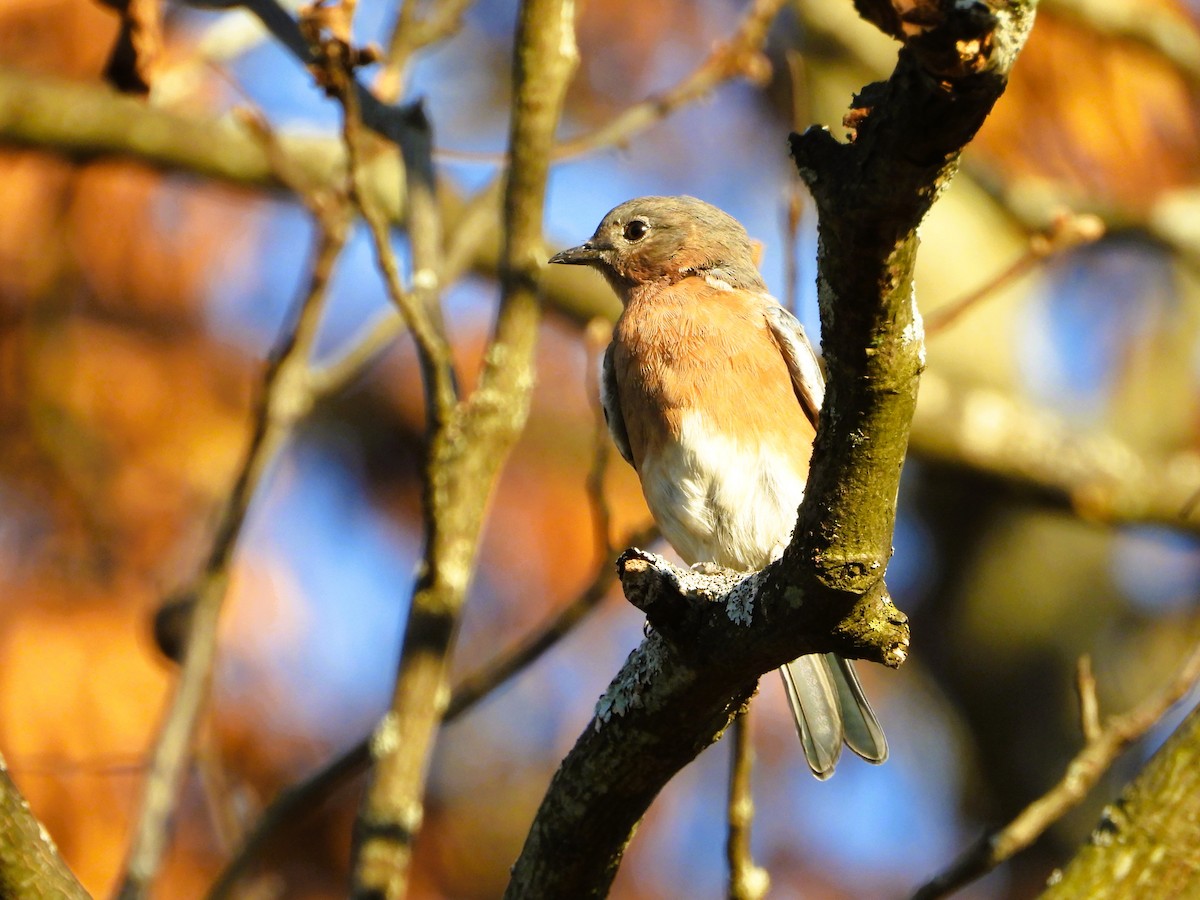 Eastern Bluebird - ML642962462