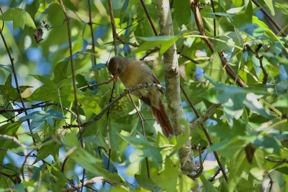 Northern Cardinal - ML642962464